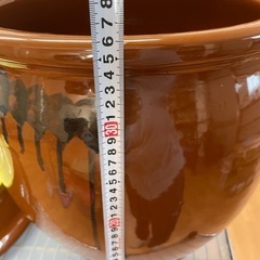 カメ15号の画像