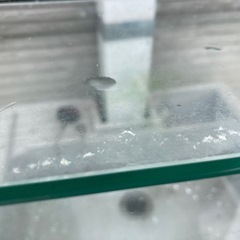 【12/7まで】フレームレス60cm水槽蓋付の画像