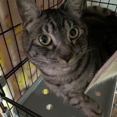 去勢済み　オス