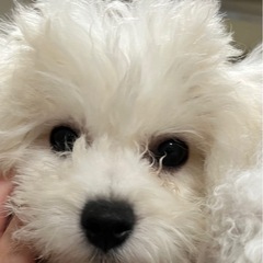 ビションフリーゼ女の子