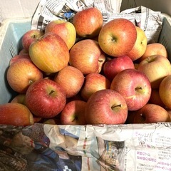 🉐B級品サンふじ10kg →1500円の画像