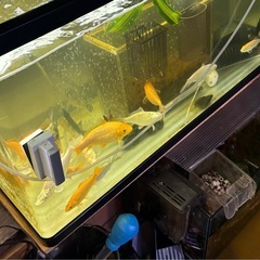 水槽飼いの錦鯉の画像