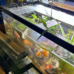 水槽飼いの錦鯉の画像