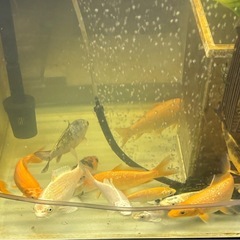 水槽飼いの錦鯉の画像