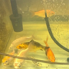 水槽飼いの錦鯉の画像