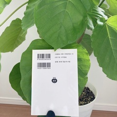 ウンベラータ　高さ85cmの画像