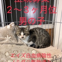 野良の子猫推定2〜3ヶ月くらい