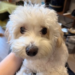 🐶【11ヶ月 マルタイ】里親募集しています！