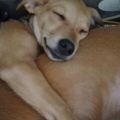 只今里親検討中です。お時間頂きます。