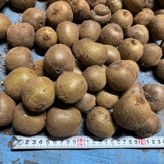 グリーンキウイフルーツ　小玉の画像