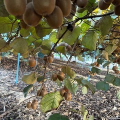 グリーンキウイフルーツ　小玉の画像