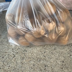 グリーンキウイフルーツ　小玉の画像