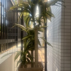 特大ドラセナ高級フェイクグリーンの画像