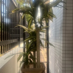 特大ドラセナ高級フェイクグリーンの画像