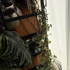 ポトス エンジョイ ？の画像