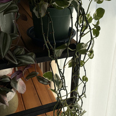 ポトス エンジョイ ？の画像