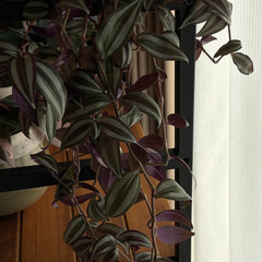 トラディスカンティア トラディスカンチア シマムラサキツユクサの画像