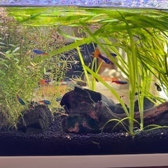 熱帯魚譲ります  水槽(小型)込の画像