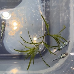 メダカ◆サバンナさん最新世代直系のレックウザ◆の画像