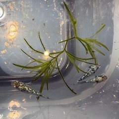 メダカ◆サバンナさん最新世代直系のレックウザ◆の画像