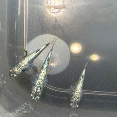 メダカ◆サバンナさん最新世代直系のレックウザ◆の画像