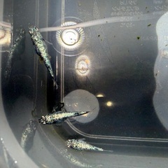 メダカ◆サバンナさん最新世代直系のレックウザ◆の画像