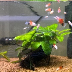 ミッキーマウスプラティ　ハイフィンレッドバックの画像