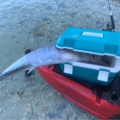 足漕ぎカヤック（プロペラドライブ新品、バルーンドーリー付き）の画像