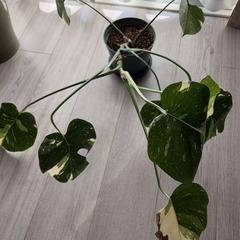 モンステラ 斑入り 2の画像