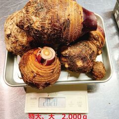 里芋　人気の赤芽　栽培期間中農薬不使用🐝の画像