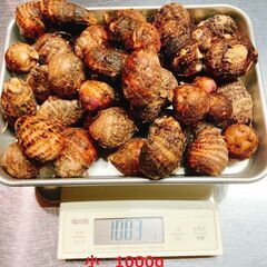 里芋　人気の赤芽　栽培期間中農薬不使用🐝の画像