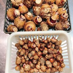 里芋　人気の赤芽　栽培期間中農薬不使用🐝の画像