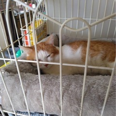 里親様探してます