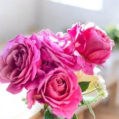 薔薇　　苗木の画像