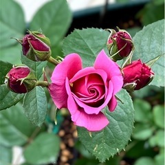 薔薇　　苗木の画像