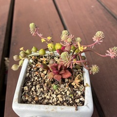 多肉鉢付きの画像