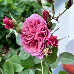 薔薇　　苗木の画像