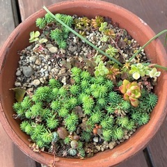 多肉鉢付きの画像