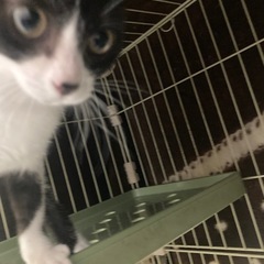 クリクリお目目のハチワレ女の子２.5ヶ月