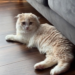 スコティッシュフォールド 男の子 8ヶ月