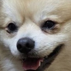 ポメラニアン　２歳の男の子