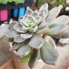 多肉植物　17　抜き苗の画像