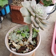 多肉植物　17　抜き苗の画像