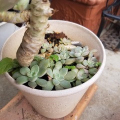 多肉植物　17　抜き苗の画像