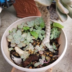 多肉植物　17　抜き苗の画像