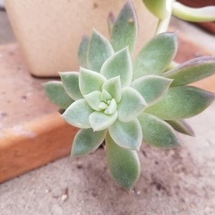 多肉植物　18　抜き苗の画像