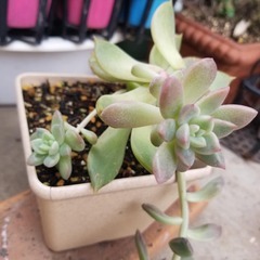 多肉植物　18　抜き苗の画像