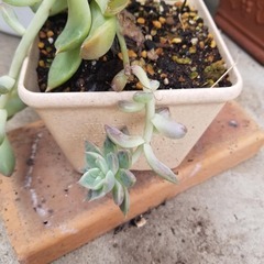 多肉植物　18　抜き苗の画像