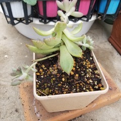 多肉植物　18　抜き苗の画像