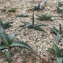アガベ チタノタ実生 選別落ちの画像